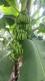 22-banana-tree-thumb.jpg