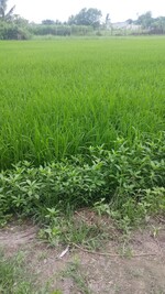 23-rice-field-thumb.jpg